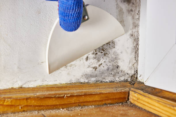 Best Forensic Mold Investigation  in , WA